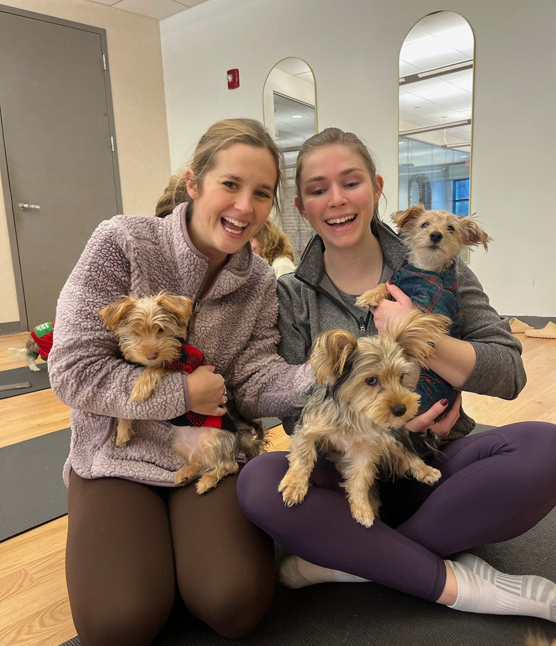Puppy Yoga in Montreal