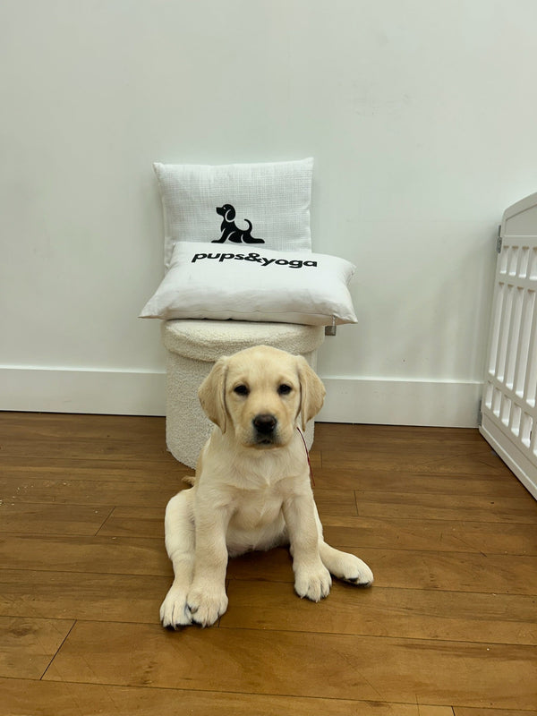 Top Reasons to Join a Puppy Yoga Studio Near You