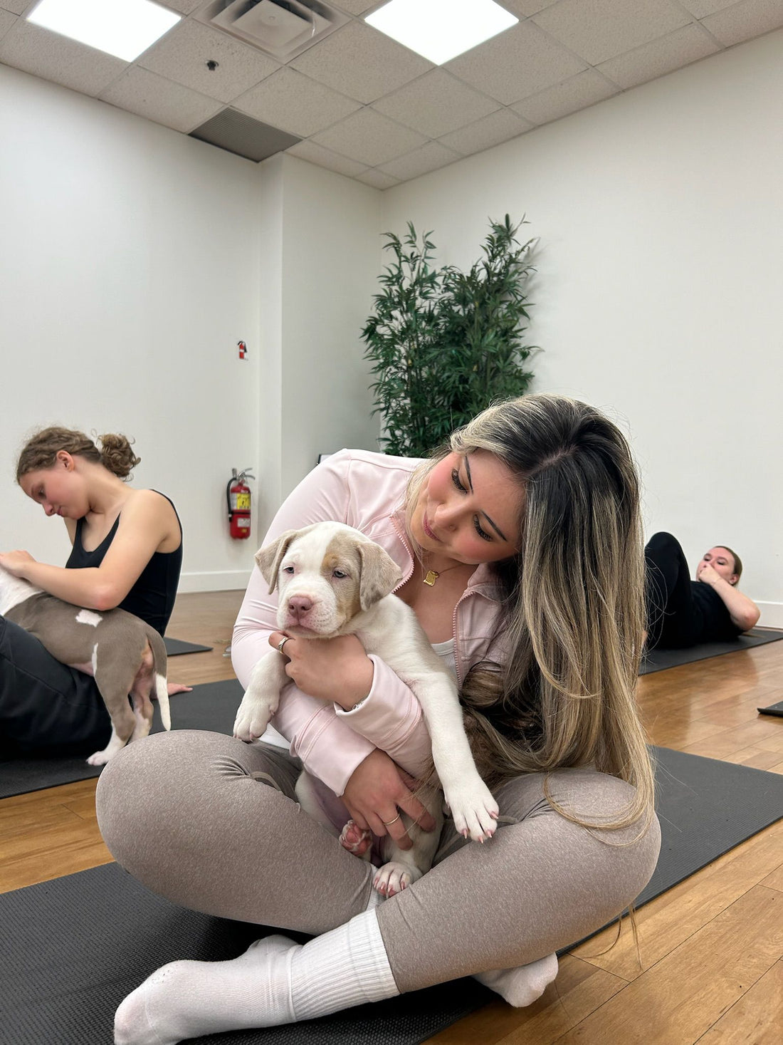 Puppy Yoga session