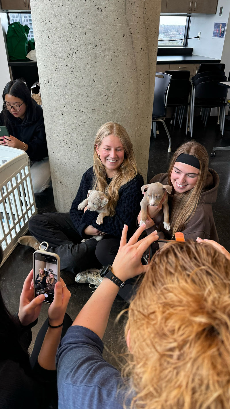Puppy Playtime / Party