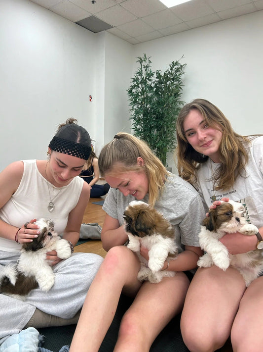 Yoga with Dogs 