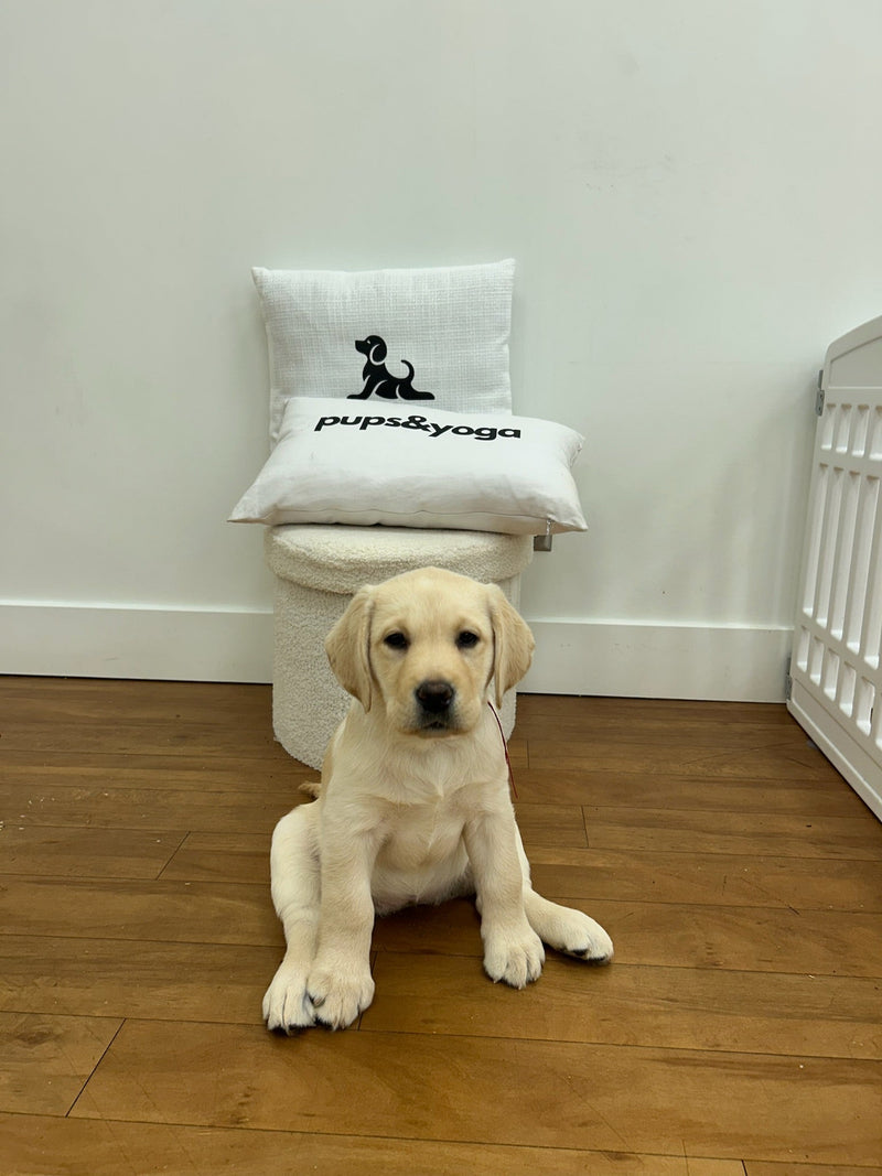 Top Reasons to Join a Puppy Yoga Studio Near You