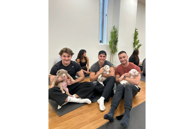 Yoga Puppies 