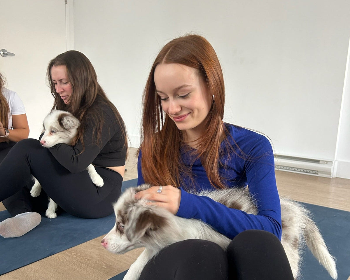 Puppy yoga in Montréal