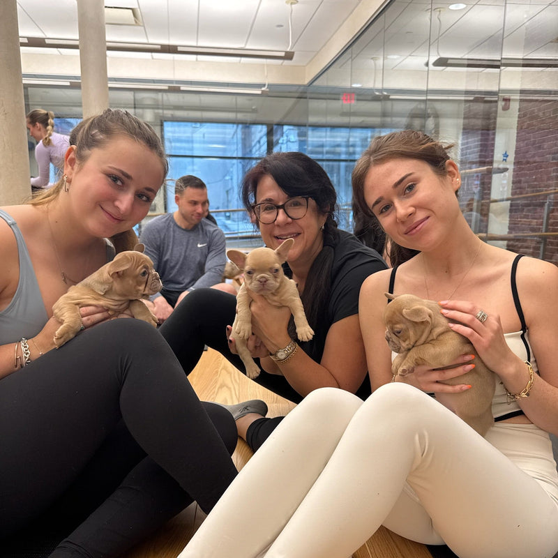 Puppy Yoga | Boston