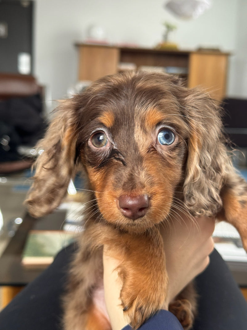Puppy Yoga | Vancouver