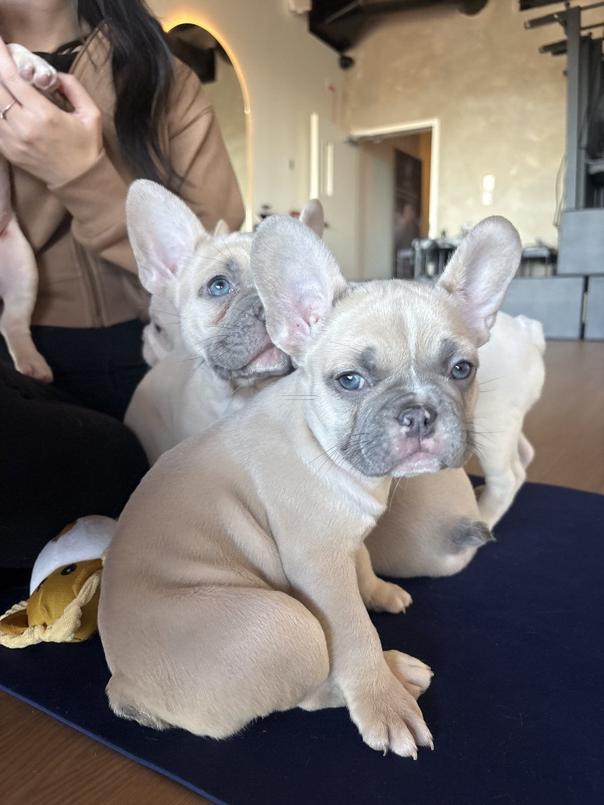 Yoga avec chiots au studio de Laval