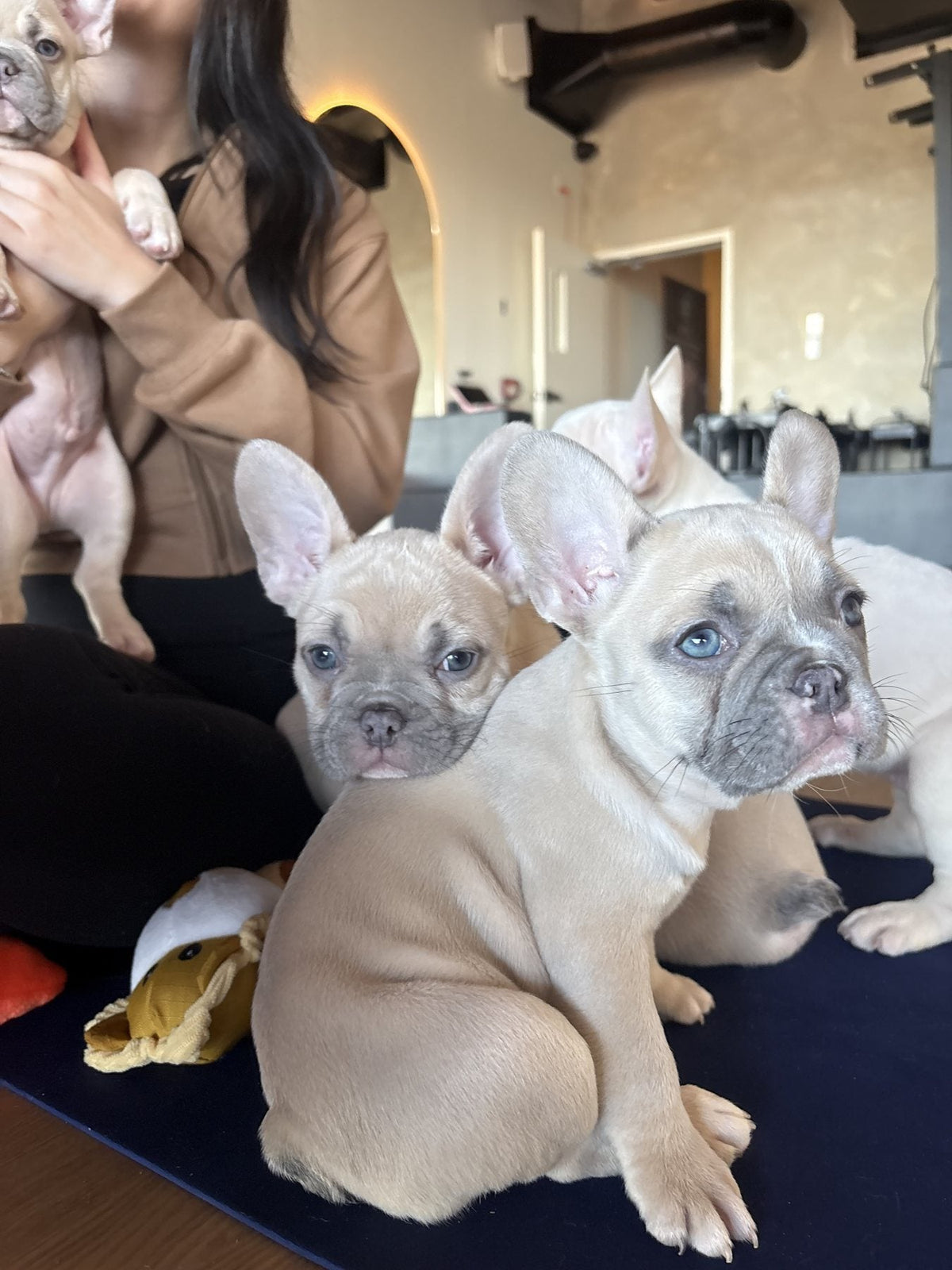 Yoga avec chiots au studio de Laval