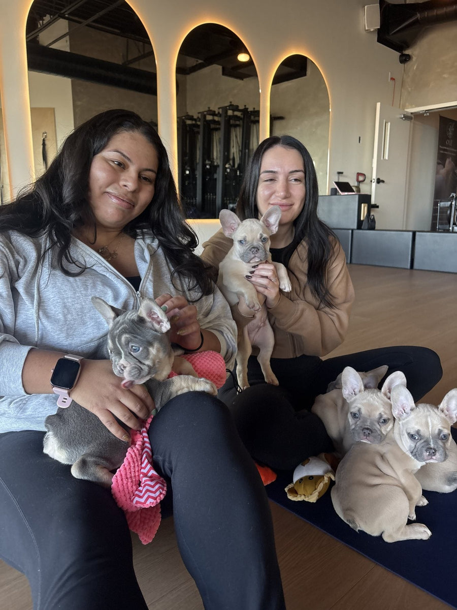 Puppy Yoga | Laval
